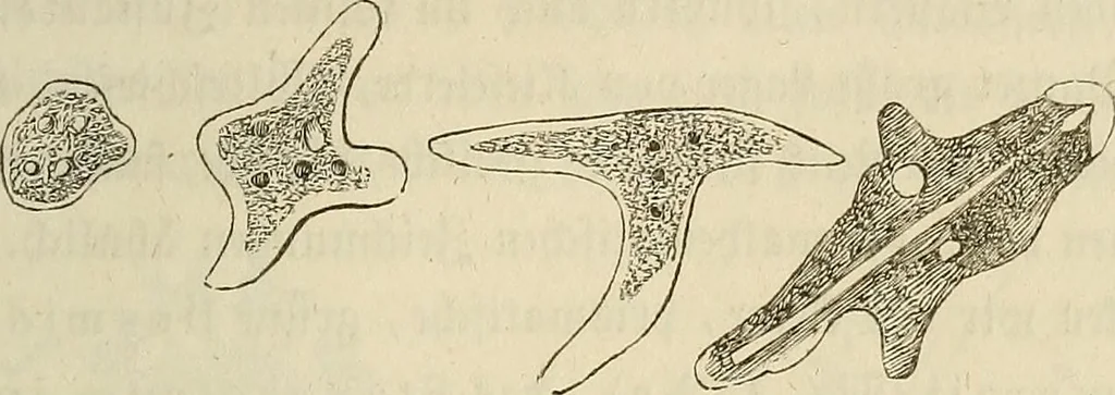 An illustration from Mikroskopische Bilder : Naturansichten aus dem kleinsten Raume ; ein Gemälde des Mikrokosmus in seinen Gestalten und Gesetzen, 1853, leaf 402
