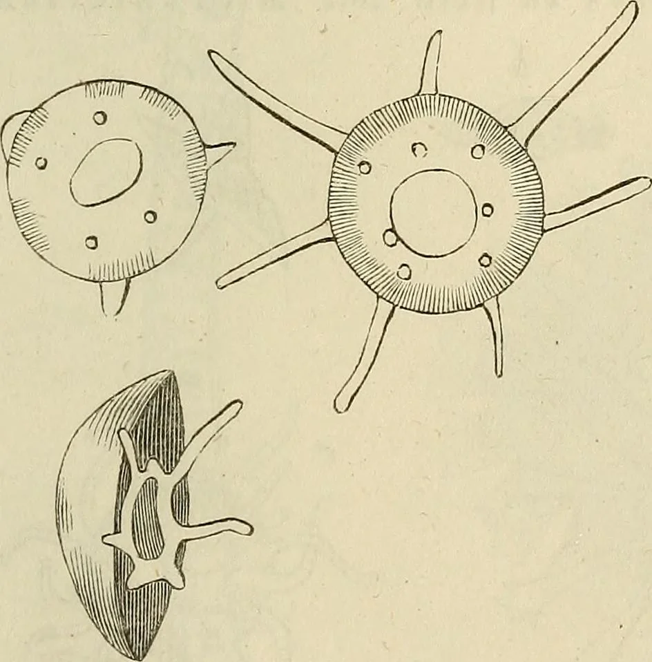 An illustration from Mikroskopische Bilder : Naturansichten aus dem kleinsten Raume ; ein Gemälde des Mikrokosmus in seinen Gestalten und Gesetzen, 1853, leaf 402