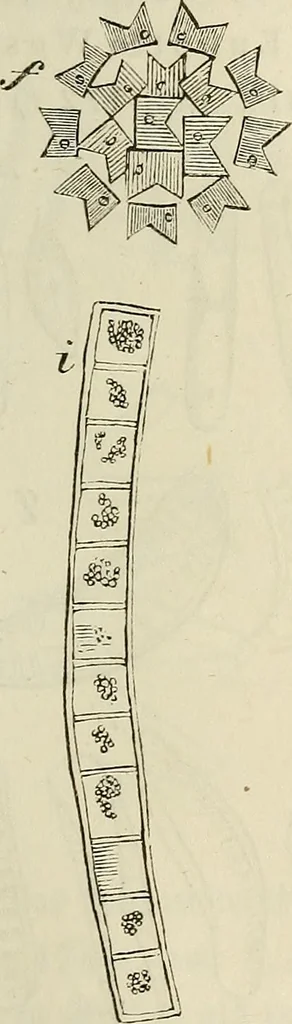 An illustration from Mikroskopische Bilder : Naturansichten aus dem kleinsten Raume ; ein Gemälde des Mikrokosmus in seinen Gestalten und Gesetzen, 1853, leaf 404