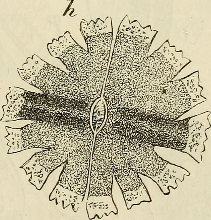 An illustration from Mikroskopische Bilder : Naturansichten aus dem kleinsten Raume ; ein Gemälde des Mikrokosmus in seinen Gestalten und Gesetzen, 1853, leaf 404