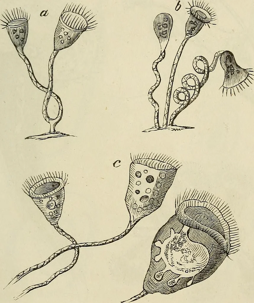 An illustration from Mikroskopische Bilder : Naturansichten aus dem kleinsten Raume ; ein Gemälde des Mikrokosmus in seinen Gestalten und Gesetzen, 1853, leaf 408