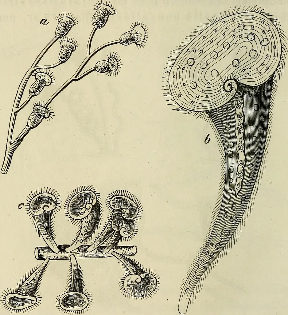 An illustration from Mikroskopische Bilder : Naturansichten aus dem kleinsten Raume ; ein Gemälde des Mikrokosmus in seinen Gestalten und Gesetzen, 1853, leaf 409