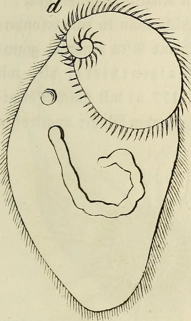 An illustration from Mikroskopische Bilder : Naturansichten aus dem kleinsten Raume ; ein Gemälde des Mikrokosmus in seinen Gestalten und Gesetzen, 1853, leaf 410
