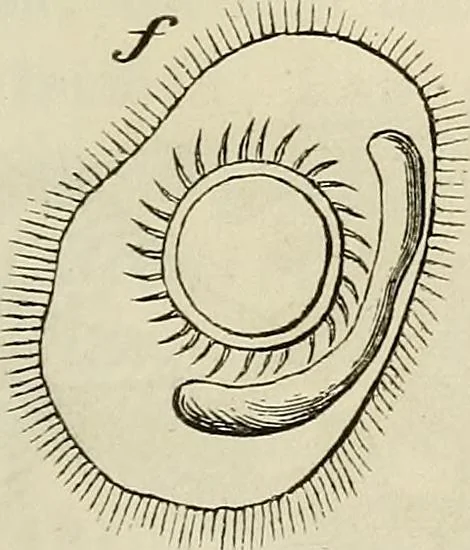 An illustration from Mikroskopische Bilder : Naturansichten aus dem kleinsten Raume ; ein Gemälde des Mikrokosmus in seinen Gestalten und Gesetzen, 1853, leaf 410