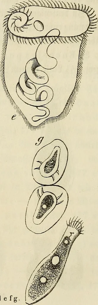 An illustration from Mikroskopische Bilder : Naturansichten aus dem kleinsten Raume ; ein Gemälde des Mikrokosmus in seinen Gestalten und Gesetzen, 1853, leaf 410
