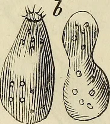 An illustration from Mikroskopische Bilder : Naturansichten aus dem kleinsten Raume ; ein Gemälde des Mikrokosmus in seinen Gestalten und Gesetzen, 1853, leaf 411