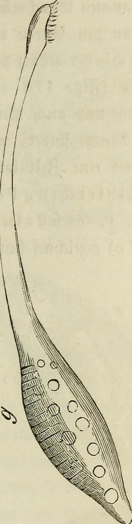 An illustration from Mikroskopische Bilder : Naturansichten aus dem kleinsten Raume ; ein Gemälde des Mikrokosmus in seinen Gestalten und Gesetzen, 1853, leaf 412