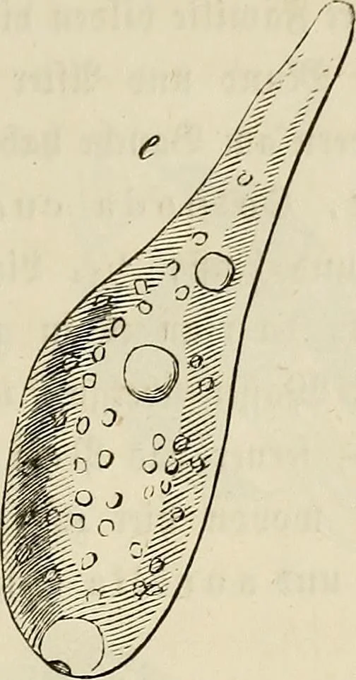 An illustration from Mikroskopische Bilder : Naturansichten aus dem kleinsten Raume ; ein Gemälde des Mikrokosmus in seinen Gestalten und Gesetzen, 1853, leaf 412