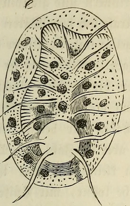 An illustration from Mikroskopische Bilder : Naturansichten aus dem kleinsten Raume ; ein Gemälde des Mikrokosmus in seinen Gestalten und Gesetzen, 1853, leaf 414