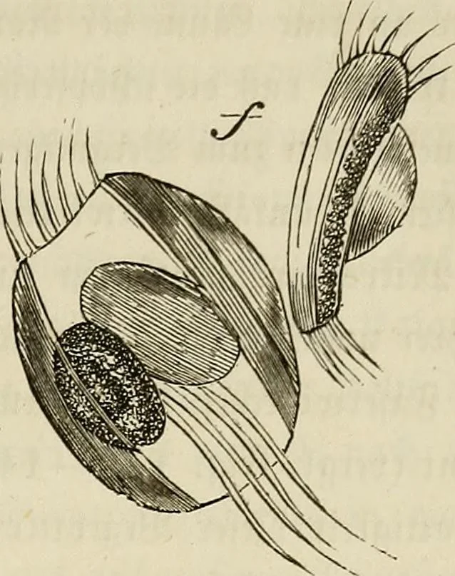 An illustration from Mikroskopische Bilder : Naturansichten aus dem kleinsten Raume ; ein Gemälde des Mikrokosmus in seinen Gestalten und Gesetzen, 1853, leaf 414