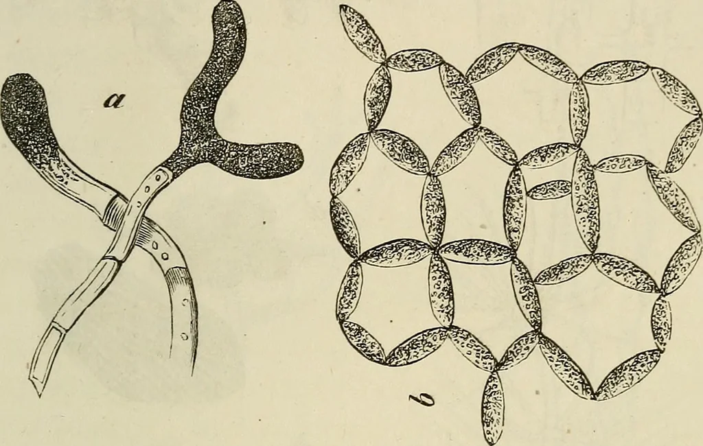 An illustration from Mikroskopische Bilder : Naturansichten aus dem kleinsten Raume ; ein Gemälde des Mikrokosmus in seinen Gestalten und Gesetzen, 1853, leaf 418