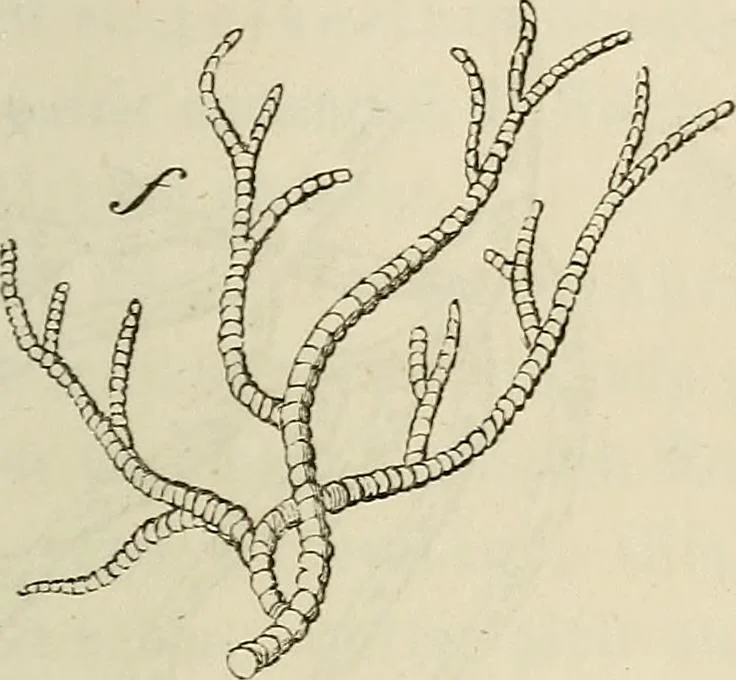 An illustration from Mikroskopische Bilder : Naturansichten aus dem kleinsten Raume ; ein Gemälde des Mikrokosmus in seinen Gestalten und Gesetzen, 1853, leaf 420