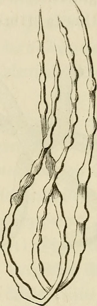 An illustration from Mikroskopische Bilder : Naturansichten aus dem kleinsten Raume ; ein Gemälde des Mikrokosmus in seinen Gestalten und Gesetzen, 1853, leaf 420