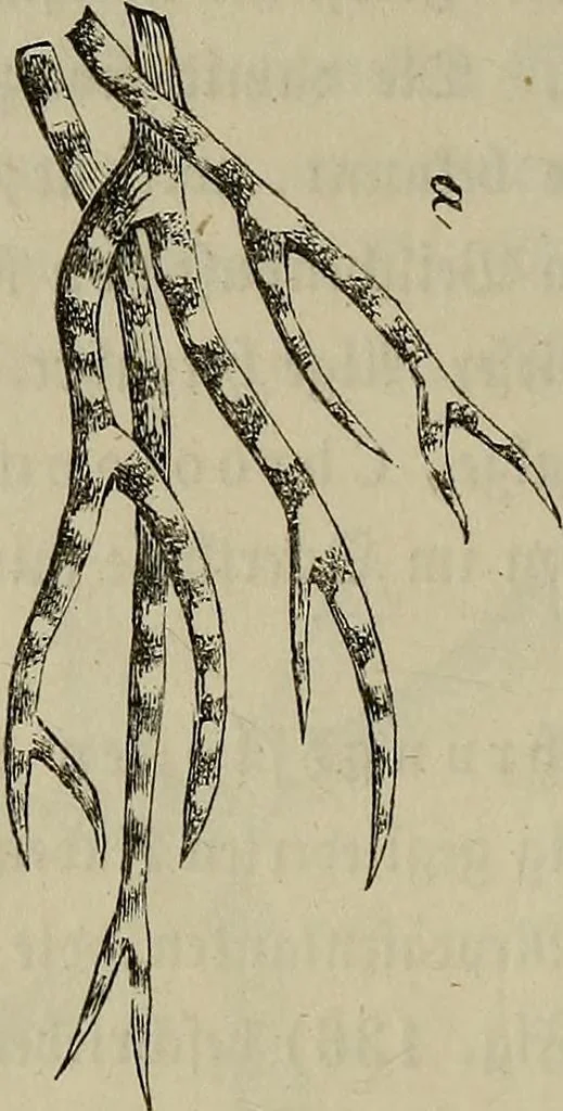 An illustration from Mikroskopische Bilder : Naturansichten aus dem kleinsten Raume ; ein Gemälde des Mikrokosmus in seinen Gestalten und Gesetzen, 1853, leaf 423