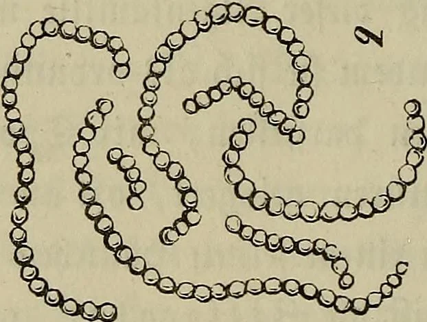 An illustration from Mikroskopische Bilder : Naturansichten aus dem kleinsten Raume ; ein Gemälde des Mikrokosmus in seinen Gestalten und Gesetzen, 1853, leaf 423