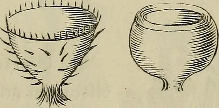 An illustration from Mikroskopische Bilder : Naturansichten aus dem kleinsten Raume ; ein Gemälde des Mikrokosmus in seinen Gestalten und Gesetzen, 1853, leaf 424