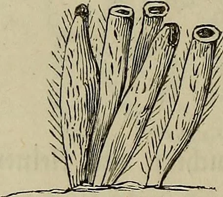 An illustration from Mikroskopische Bilder : Naturansichten aus dem kleinsten Raume ; ein Gemälde des Mikrokosmus in seinen Gestalten und Gesetzen, 1853, leaf 425