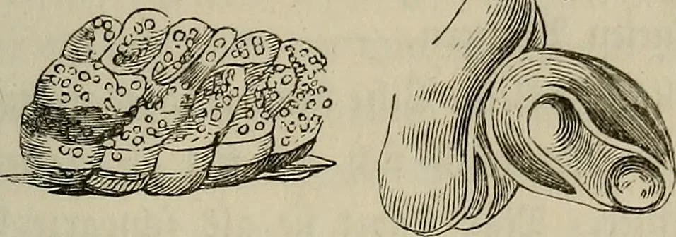 An illustration from Mikroskopische Bilder : Naturansichten aus dem kleinsten Raume ; ein Gemälde des Mikrokosmus in seinen Gestalten und Gesetzen, 1853, leaf 426