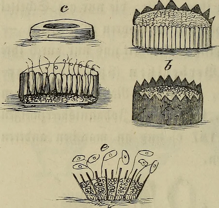 An illustration from Mikroskopische Bilder : Naturansichten aus dem kleinsten Raume ; ein Gemälde des Mikrokosmus in seinen Gestalten und Gesetzen, 1853, leaf 427