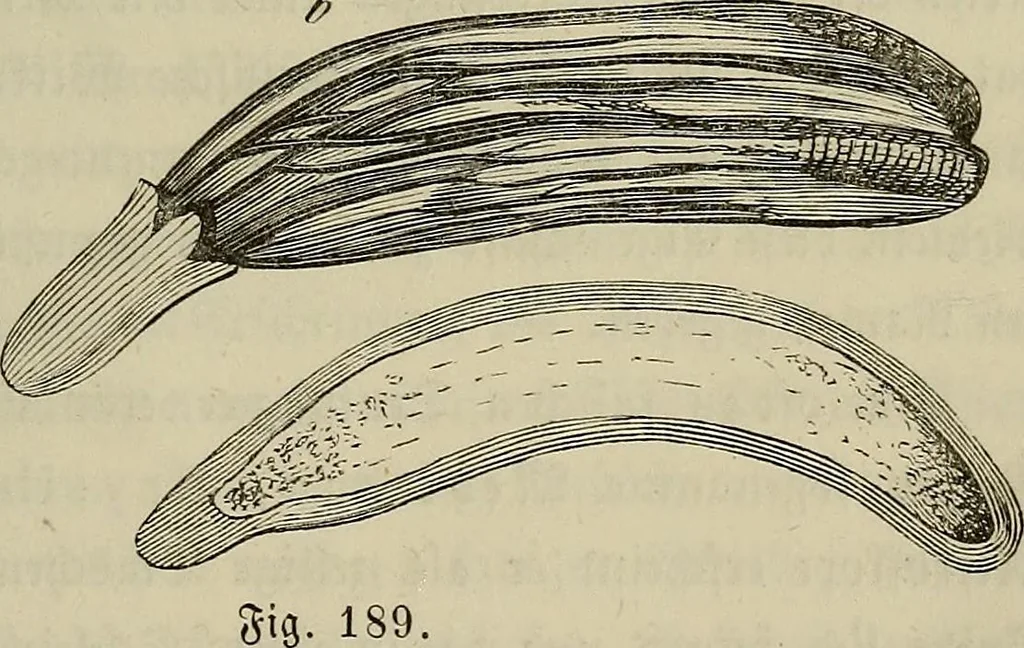 An illustration from Mikroskopische Bilder : Naturansichten aus dem kleinsten Raume ; ein Gemälde des Mikrokosmus in seinen Gestalten und Gesetzen, 1853, leaf 428