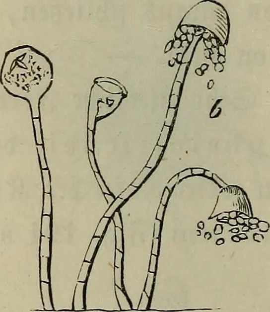 An illustration from Mikroskopische Bilder : Naturansichten aus dem kleinsten Raume ; ein Gemälde des Mikrokosmus in seinen Gestalten und Gesetzen, 1853, leaf 433