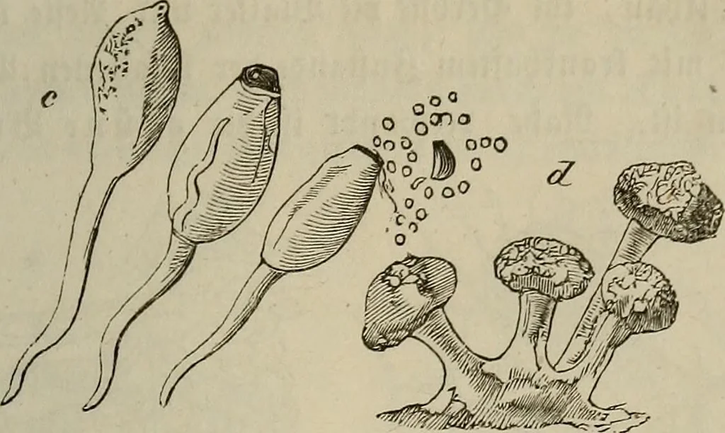 An illustration from Mikroskopische Bilder : Naturansichten aus dem kleinsten Raume ; ein Gemälde des Mikrokosmus in seinen Gestalten und Gesetzen, 1853, leaf 434