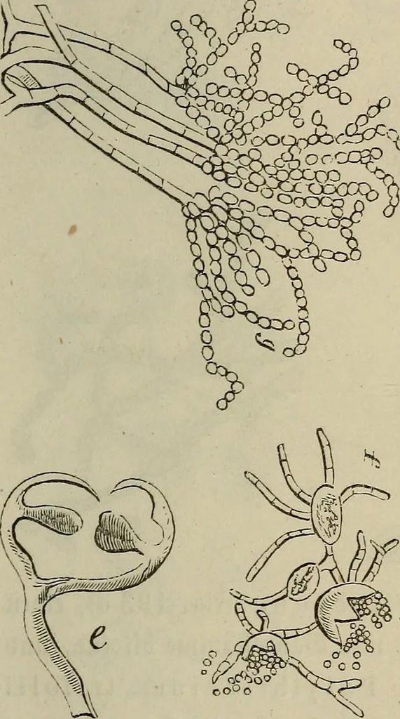 An illustration from Mikroskopische Bilder : Naturansichten aus dem kleinsten Raume ; ein Gemälde des Mikrokosmus in seinen Gestalten und Gesetzen, 1853, leaf 434