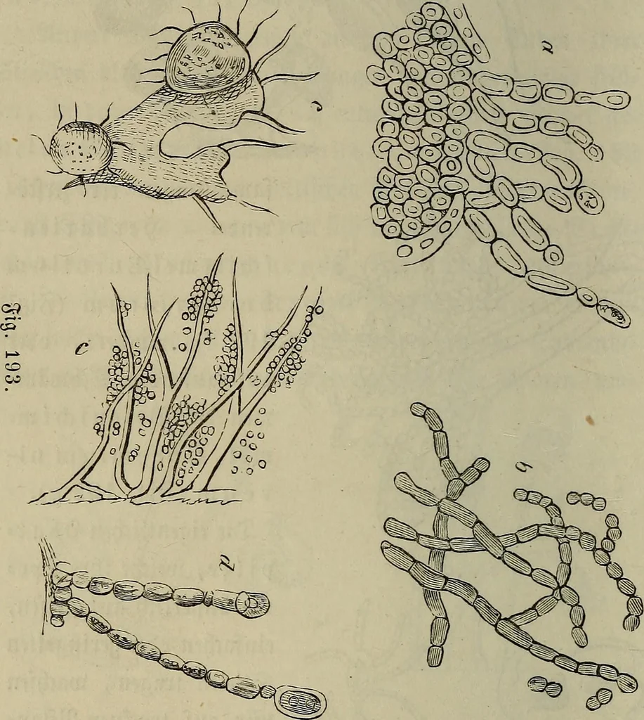 An illustration from Mikroskopische Bilder : Naturansichten aus dem kleinsten Raume ; ein Gemälde des Mikrokosmus in seinen Gestalten und Gesetzen, 1853, leaf 435
