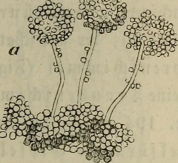 An illustration from Mikroskopische Bilder : Naturansichten aus dem kleinsten Raume ; ein Gemälde des Mikrokosmus in seinen Gestalten und Gesetzen, 1853, leaf 436