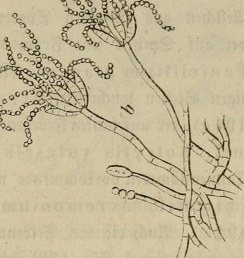 An illustration from Mikroskopische Bilder : Naturansichten aus dem kleinsten Raume ; ein Gemälde des Mikrokosmus in seinen Gestalten und Gesetzen, 1853, leaf 436