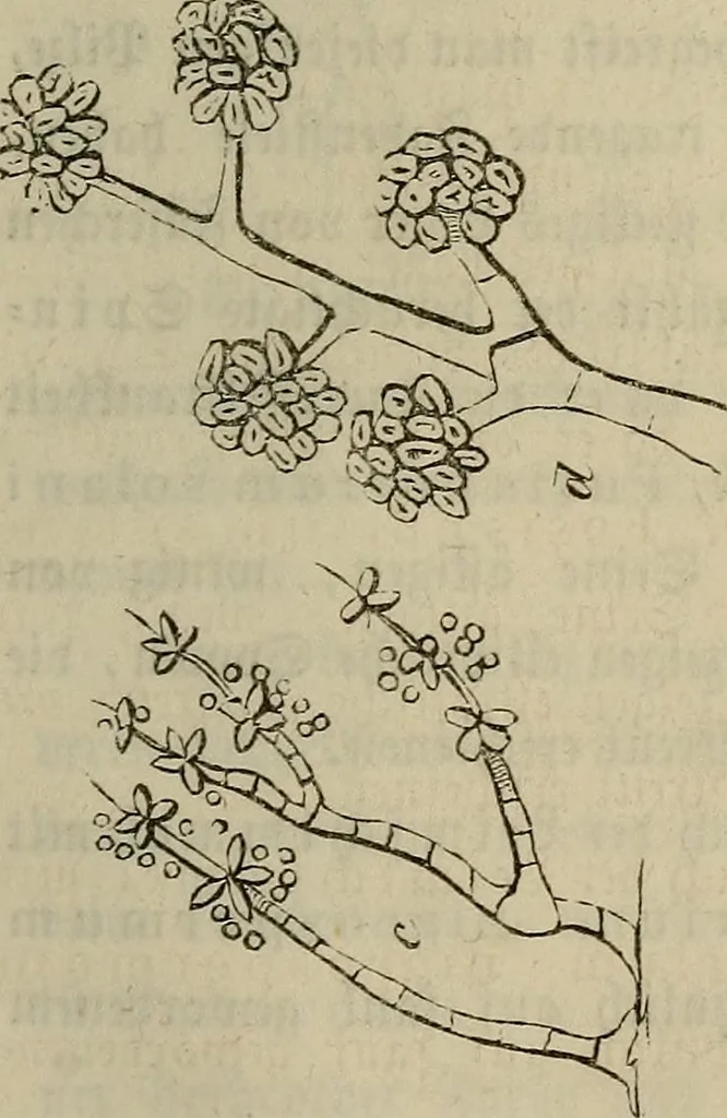 An illustration from Mikroskopische Bilder : Naturansichten aus dem kleinsten Raume ; ein Gemälde des Mikrokosmus in seinen Gestalten und Gesetzen, 1853, leaf 436