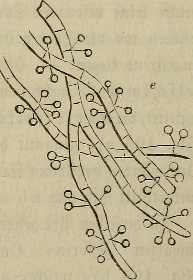 An illustration from Mikroskopische Bilder : Naturansichten aus dem kleinsten Raume ; ein Gemälde des Mikrokosmus in seinen Gestalten und Gesetzen, 1853, leaf 436