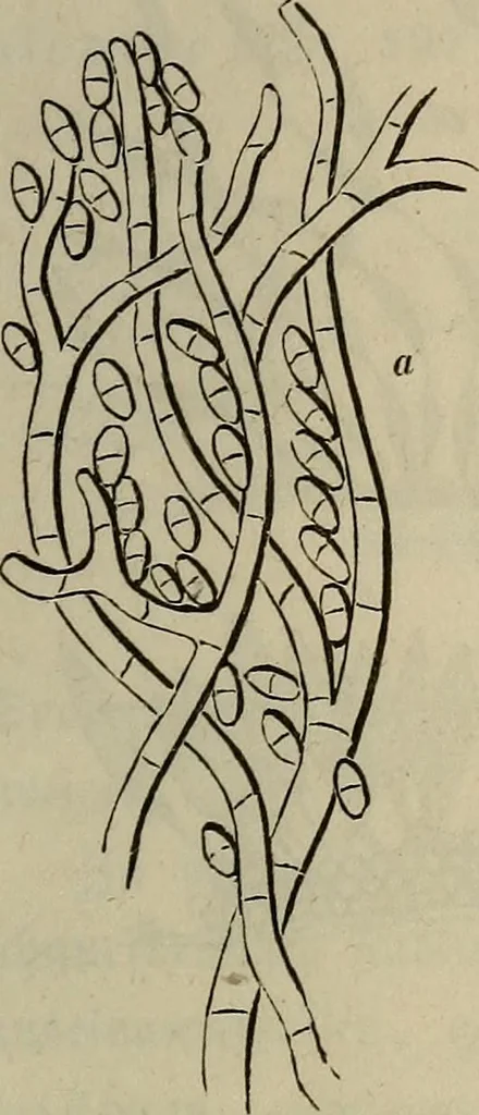 An illustration from Mikroskopische Bilder : Naturansichten aus dem kleinsten Raume ; ein Gemälde des Mikrokosmus in seinen Gestalten und Gesetzen, 1853, leaf 438