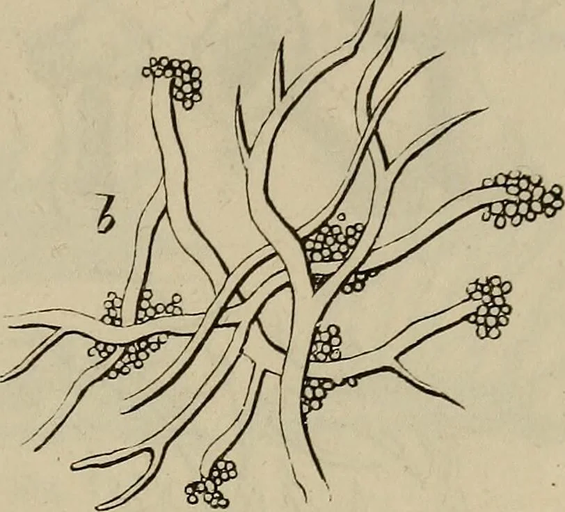 An illustration from Mikroskopische Bilder : Naturansichten aus dem kleinsten Raume ; ein Gemälde des Mikrokosmus in seinen Gestalten und Gesetzen, 1853, leaf 438