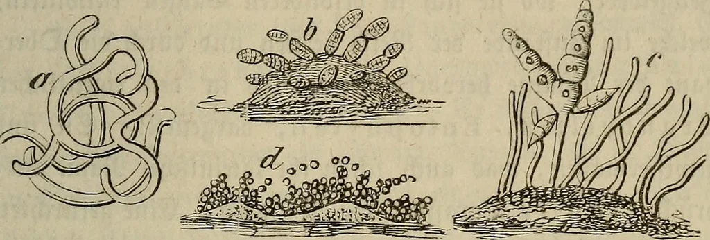 An illustration from Mikroskopische Bilder : Naturansichten aus dem kleinsten Raume ; ein Gemälde des Mikrokosmus in seinen Gestalten und Gesetzen, 1853, leaf 440
