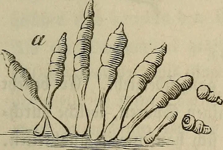 An illustration from Mikroskopische Bilder : Naturansichten aus dem kleinsten Raume ; ein Gemälde des Mikrokosmus in seinen Gestalten und Gesetzen, 1853, leaf 440