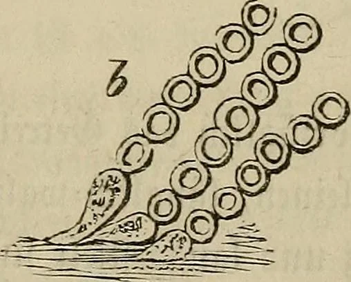 An illustration from Mikroskopische Bilder : Naturansichten aus dem kleinsten Raume ; ein Gemälde des Mikrokosmus in seinen Gestalten und Gesetzen, 1853, leaf 440
