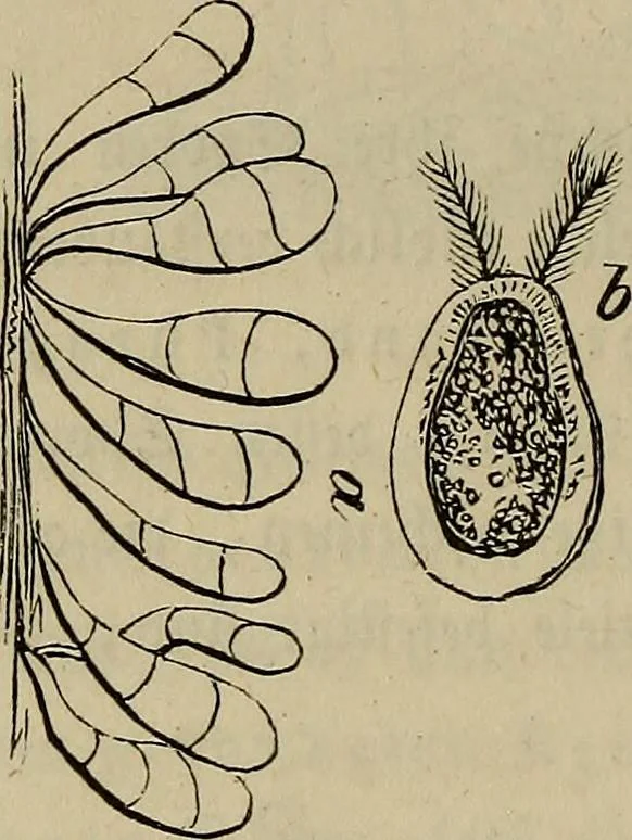 An illustration from Mikroskopische Bilder : Naturansichten aus dem kleinsten Raume ; ein Gemälde des Mikrokosmus in seinen Gestalten und Gesetzen, 1853, leaf 441