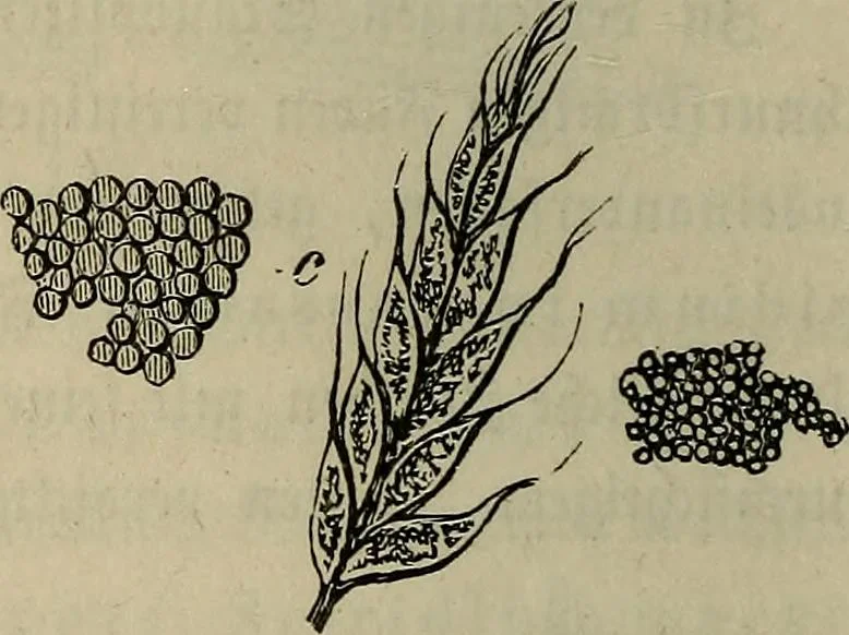 An illustration from Mikroskopische Bilder : Naturansichten aus dem kleinsten Raume ; ein Gemälde des Mikrokosmus in seinen Gestalten und Gesetzen, 1853, leaf 441