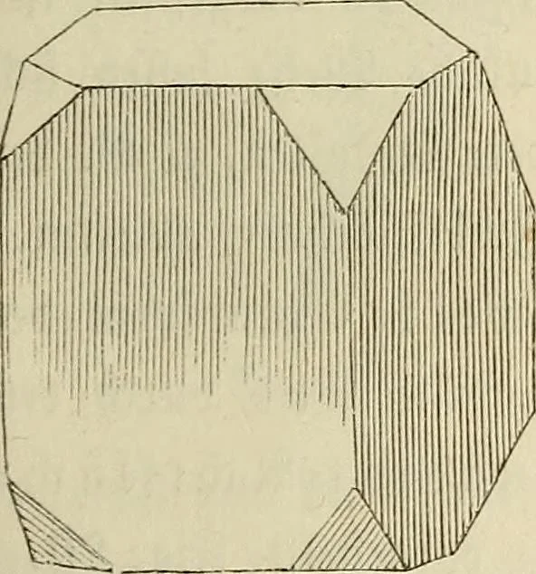 An illustration from Mikroskopische Bilder : Naturansichten aus dem kleinsten Raume ; ein Gemälde des Mikrokosmus in seinen Gestalten und Gesetzen, 1853, leaf 76
