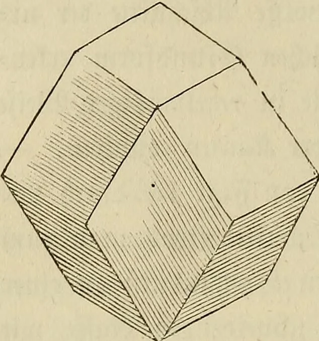 An illustration from Mikroskopische Bilder : Naturansichten aus dem kleinsten Raume ; ein Gemälde des Mikrokosmus in seinen Gestalten und Gesetzen, 1853, leaf 77