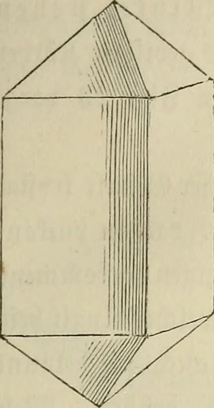 An illustration from Mikroskopische Bilder : Naturansichten aus dem kleinsten Raume ; ein Gemälde des Mikrokosmus in seinen Gestalten und Gesetzen, 1853, leaf 78