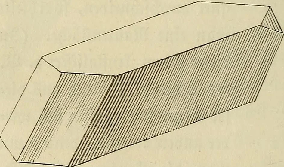 An illustration from Mikroskopische Bilder : Naturansichten aus dem kleinsten Raume ; ein Gemälde des Mikrokosmus in seinen Gestalten und Gesetzen, 1853, leaf 79