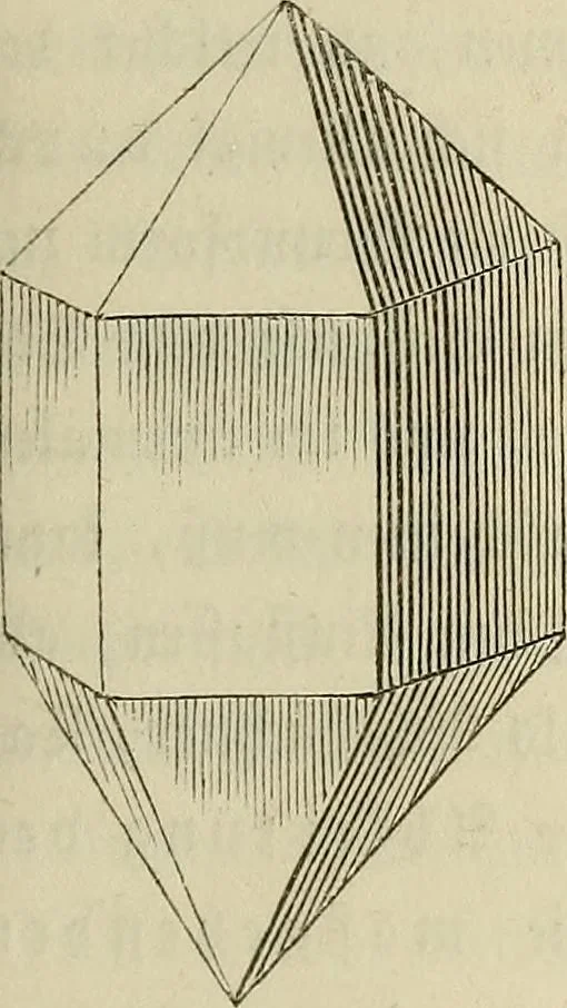 An illustration from Mikroskopische Bilder : Naturansichten aus dem kleinsten Raume ; ein Gemälde des Mikrokosmus in seinen Gestalten und Gesetzen, 1853, leaf 80