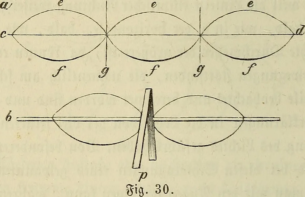 An illustration from Mikroskopische Bilder : Naturansichten aus dem kleinsten Raume ; ein Gemälde des Mikrokosmus in seinen Gestalten und Gesetzen, 1853, leaf 89