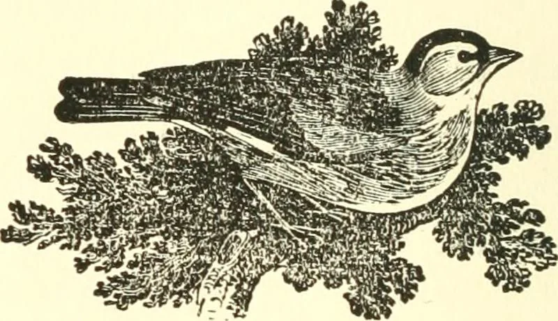 An illustration from The Millers of Haddington, Dunbar and Dunfermline; a record of Scottish bookselling, 1914, leaf 103