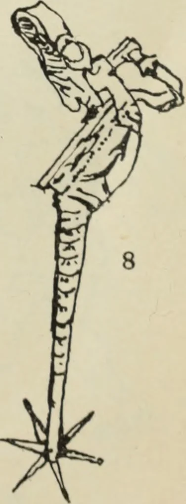 An illustration from MinÄ«atiÍ¡ury KenigsbergskoÄ­ liÍ¡etopisi : arkheologicheskÄ«Ä­ ÄtiÍ¡ud : s prilozhenÄ«em trekh fototipicheskikh tablitÍ¡s, 1905, leaf 58