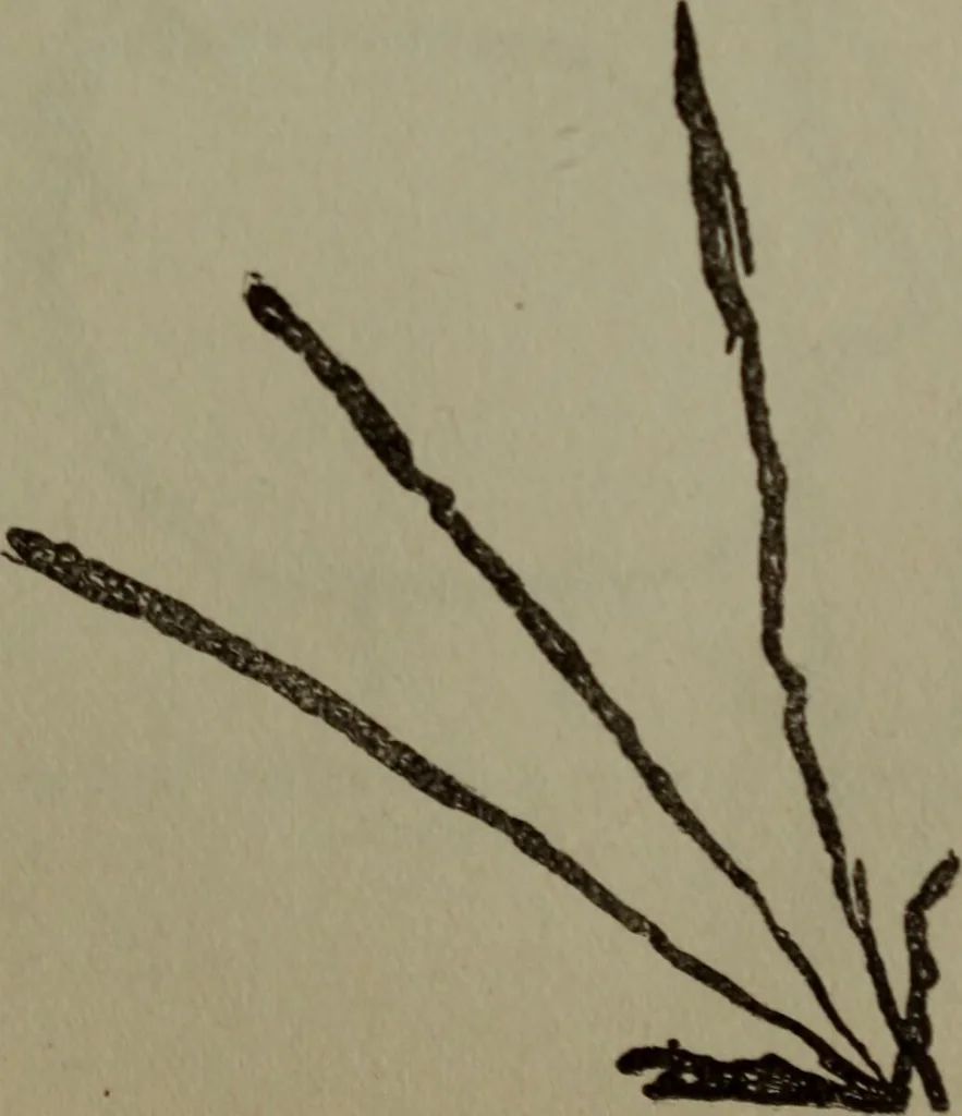 An illustration from Mind as a cause and cure of disease presented from a medical, scientific and religious point of view, 1914, leaf 108
