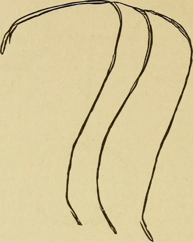 An illustration from Mind-reading and beyond, 1885, leaf 109