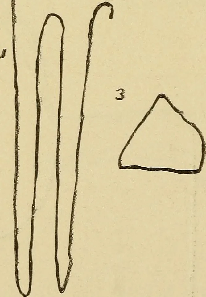 An illustration from Mind-reading and beyond, 1885, leaf 111